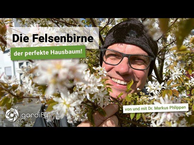 Die Felsenbirne als Hausbaum - ein Portrait zu Pflanzung, Schnitt und ökologischen Vorteilen.