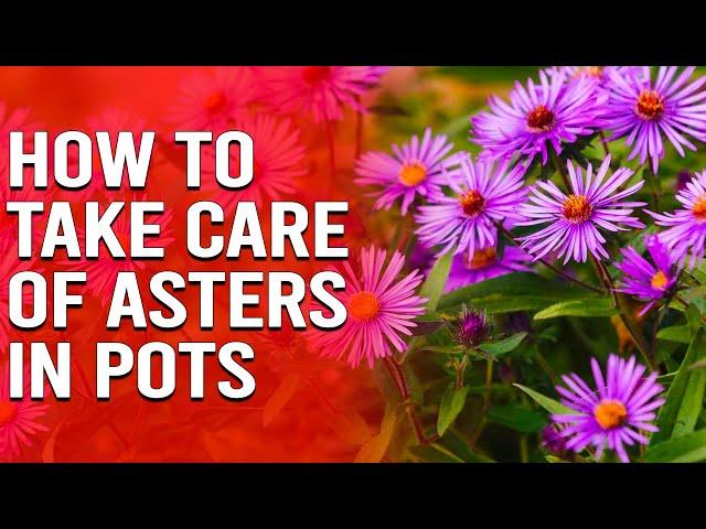 How to Take Care of Asters in Pots - Tips for Growing Asters in Pots or Containers