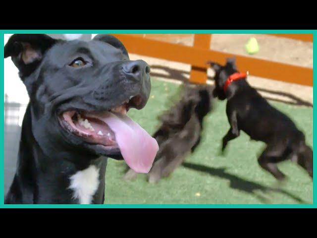 Rescuing An Overactive Black Lab Mix | Lucky Dog