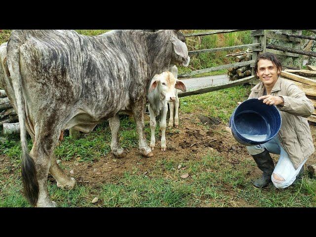 ¿ COMO ORDEÑAR UNA VACA ? de la manera CORRECTA PASO A PASO