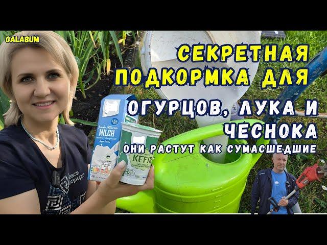 МОЯ СЕКРЕТНАЯ ПОДКОРМКА ДЛЯ ОГУРЦОВ, ЛУКА И ЧЕСНОКА / С ней растёт всё как на дрожжах. @galabum