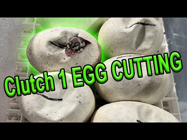 Clutch 1 Egg Cutting! (Ball Pythons)