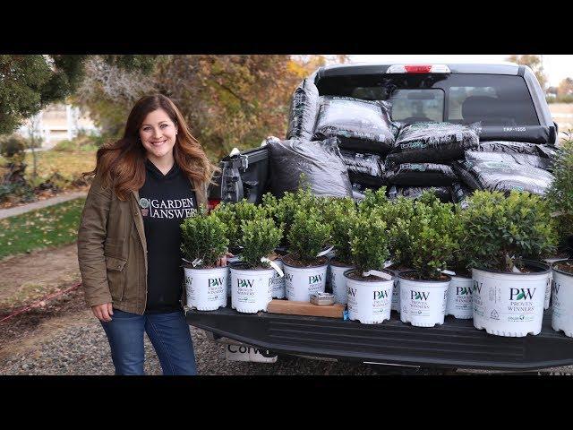 Planting a Hedge of Sprinter Boxwoods // Garden Answer