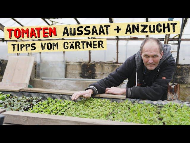 Kräftige Tomatenpflanzen selber aussäen und anbauen - Wie zieht ein Gärtner gesunde Jungpflanzen?