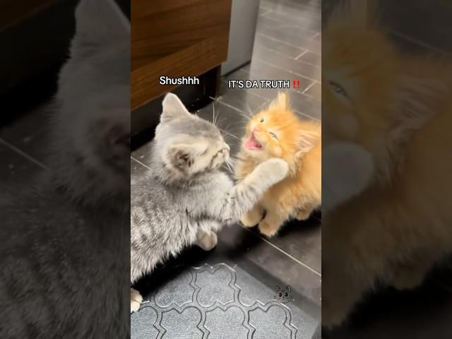 Po  & Tato  DRAMA‼️ #babykittens #kitten #funny