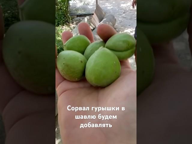 Гурышки для шавли или с солью очень вкусно #shortsvideo