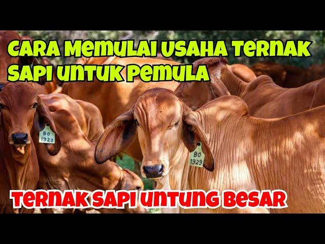 CARA MEMULAI USAHA TERNAK SAPI UNTUK PEMULA