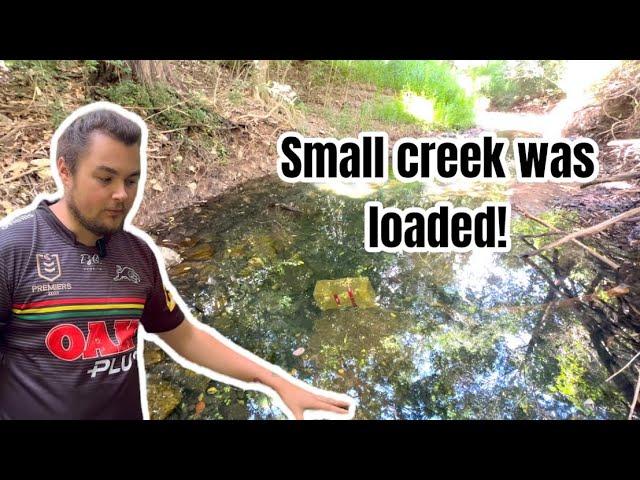 Catching invasive aquarium fish Australia