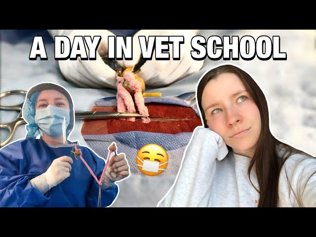 DAY IN THE LIFE OF A VET STUDENT: first surgery, a final exam and lots of stress!