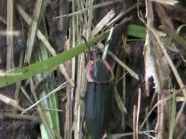 Margined Carrion Beetle (Oiceoptoma novaboracense) with Mite