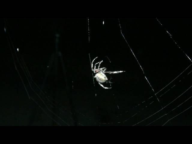 Orb Weaver Spider Weaving A Web