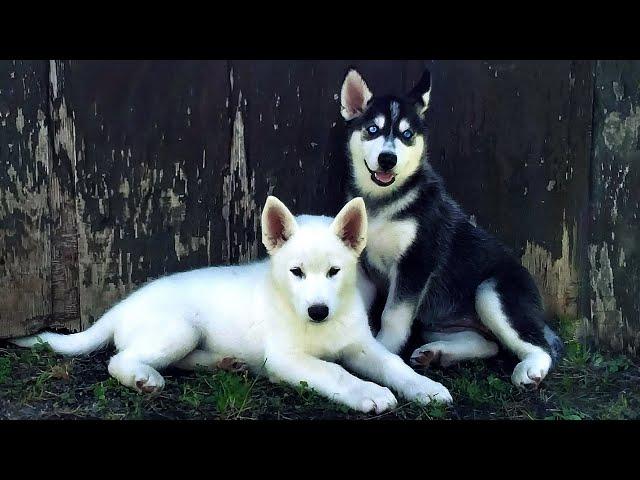 Our gorgeous Gerberian Shepsky puppies 8weeks old