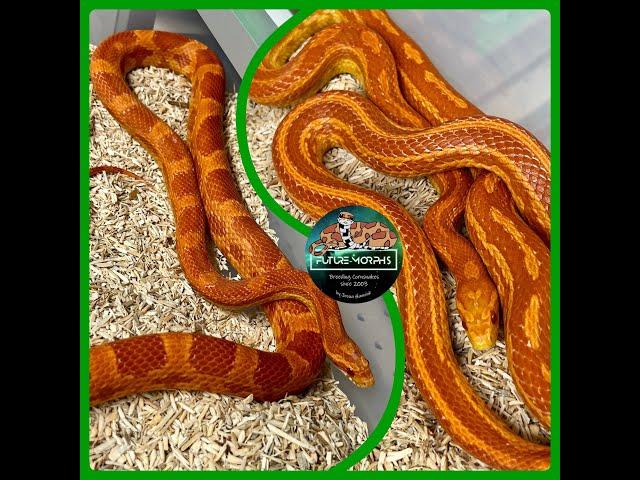 Clutch 51: Sunrise Red Factor Snow Tessera Striped | Future-Morphs