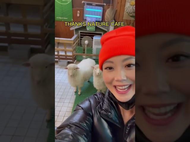 YOU WONT BELIEVE THESE ANIMAL CAFES IN SOUTH KOREA 