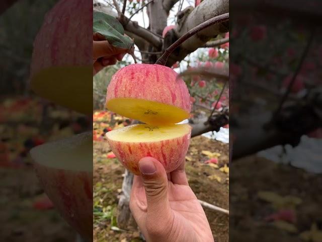  Cutting Apple In My Farm  | Fresh Fruit Cutting In My Farm