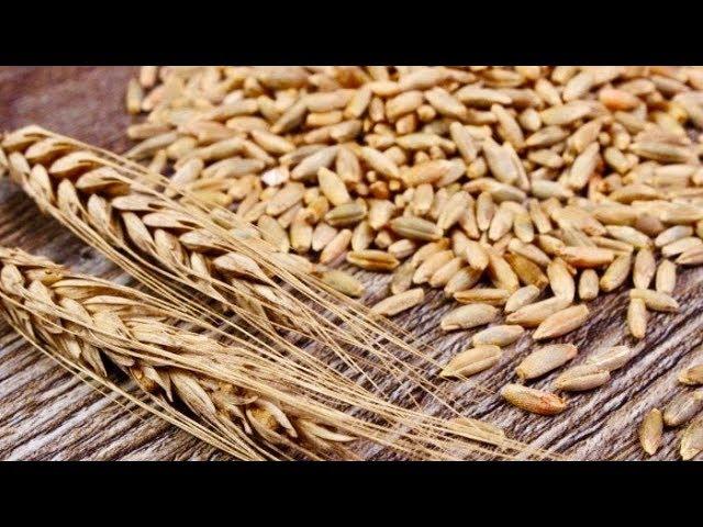 5 Incredible Health Benefits Of Rye