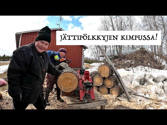 JÄTTIPÖLKKYJEN PILKKOMISTA - POLTTOPUIDEN TEKOA - HALKOJEN PINOAMISTA (KUVATTU 6.5.)