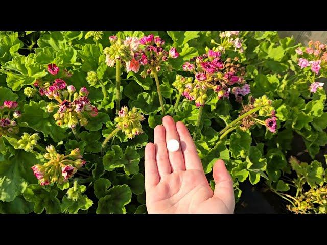 Финальная летняя подкормка для герани, для пышного и яркого цветения