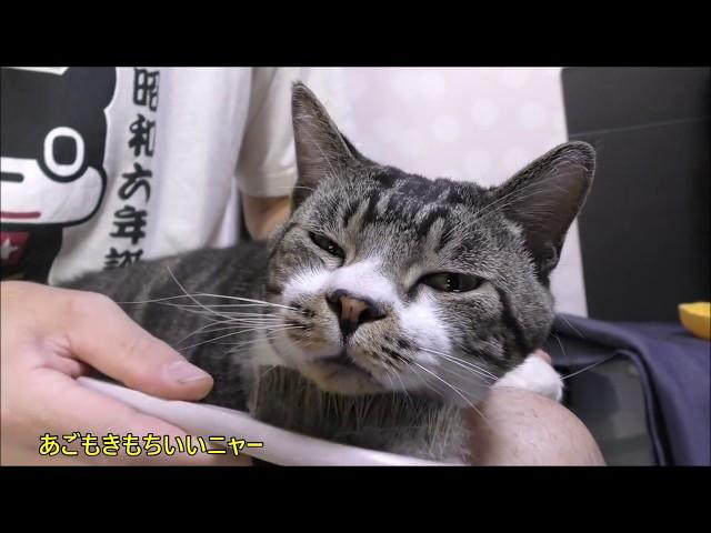 猫にブラッシングリキちゃん大好き豚毛のブラシでブラッシング・幸せそうだけど変顔な猫【リキちゃんねる　猫動画】Cat videos キジトラ猫との暮らし