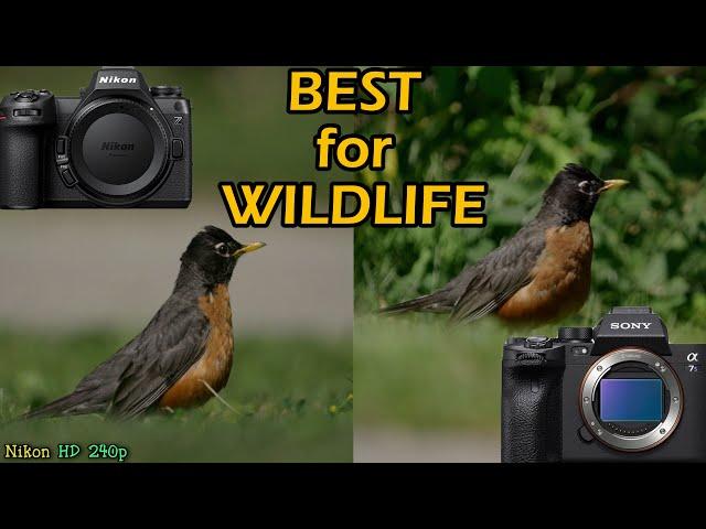 Nikon Z6 III vs Sony A7S III For Wildlife (600mm vs 200-600mm)