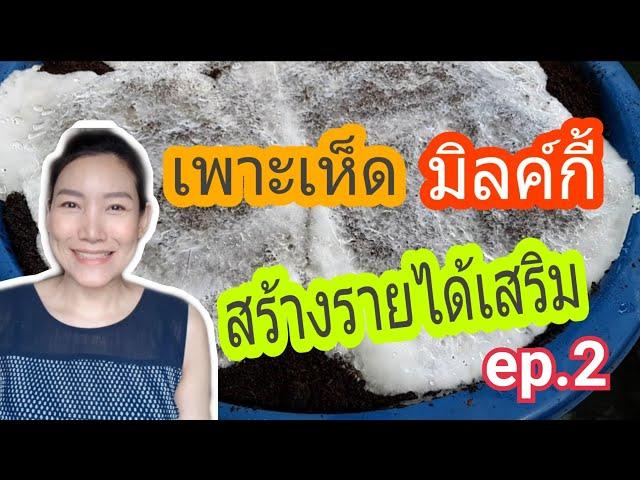 เพาะเห็ดมิลค์กี้ สร้างรายได้เสริม / รายได้พิเศษ / งานอดิเรก EP.2