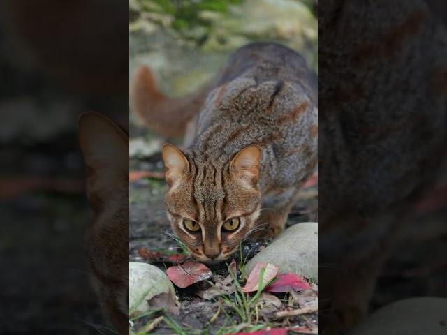 Our adventurous little Kuda loves to explore his surroundings  #rustyspottedcat #smallcat