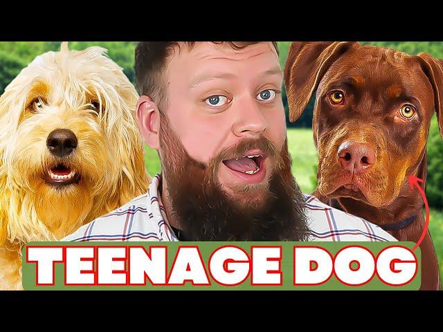 Mistakes Training Dogs In 'Teenage Phase'