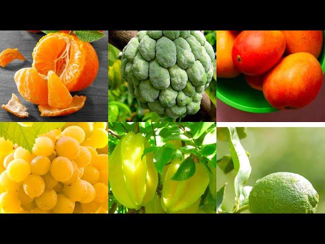 karanda karmcha Kollam cha J R Mondal Nursery all fruit plant nursery Hindi me