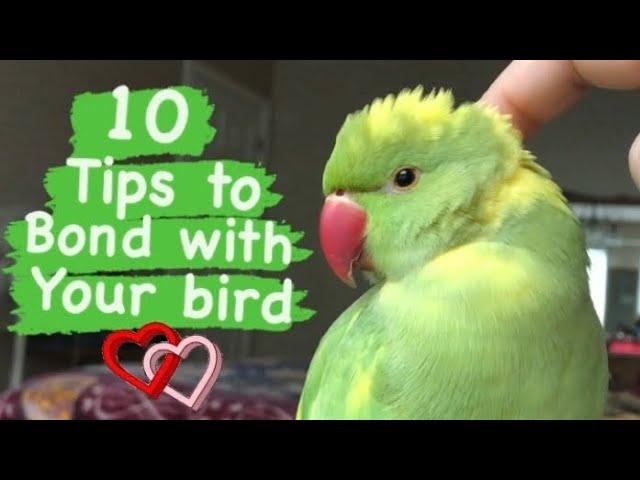 10 TIPS ON HOW TO CREATE A BOND WITH YOUR BIRD | Build trust first