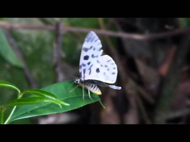 Forest moth