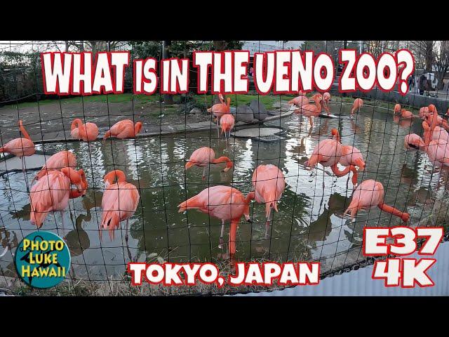 What is in the Ueno Zoo E37 December 24, 2022 Ueno Tokyo Japan We visit Ueno Zoo on Christmas Eve