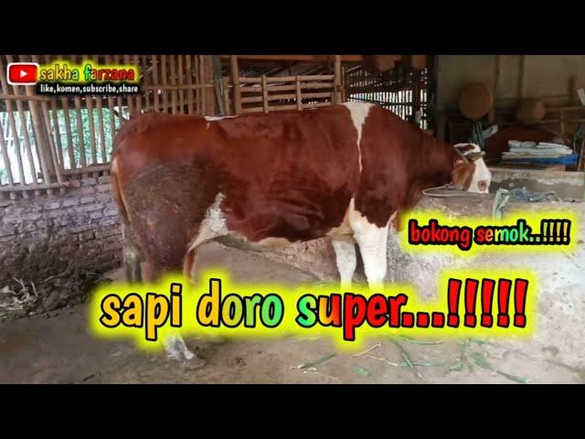 SAPI DORO SUPER #sapisuper #sapibrangus #sapisuperjumbo #shortvideo #ternak #cow #sapibrahman #fyp