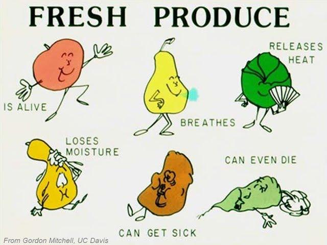 "Postharvest Cooling & Curing" by Chris Callahan at NEVFC