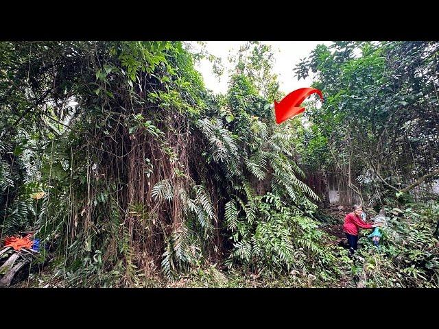 Shock Full Reviving a house buried for 50years was cleaning cutting grass sawing trees