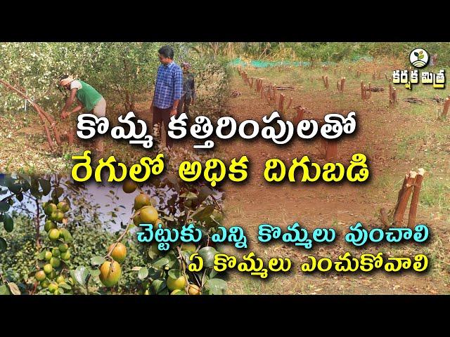 How to Cutting/Pruning Apple Ber Plant | Pruning Time | రేగులో కొమ్మ కత్తిరింపులు | Karshaka Mitra