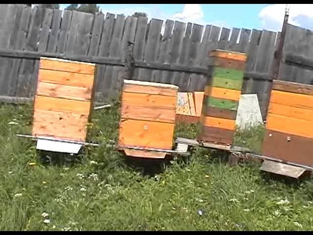 Моя пасека на "заре" освоения ульев "Удав" (10 лет назад)