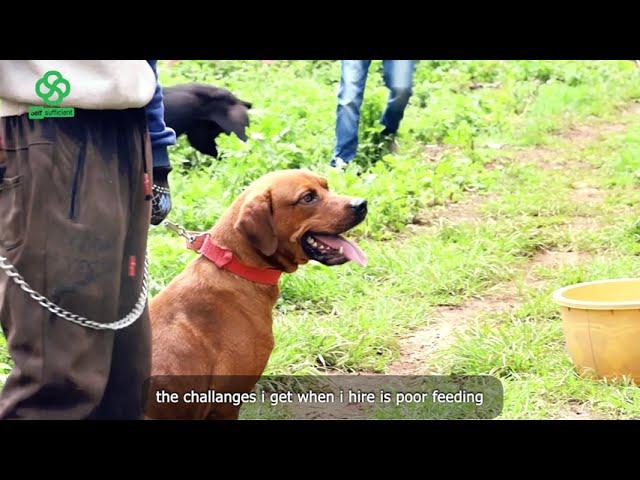 FROM PASSION TO PROFIT: NICHOLAS MUGULO TRANSFORMED DOG BREEDING INTO A THRIVING BUSINESS IN AFRICA