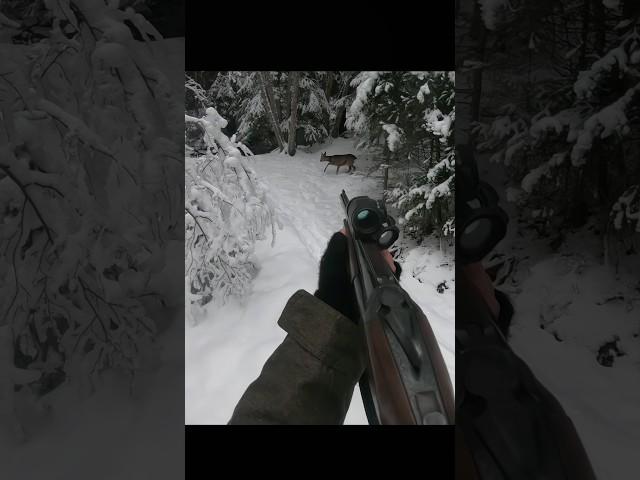 охота на оленей очень близкоdeer hunting  #caccia #chasse #охота #охотанаоленя