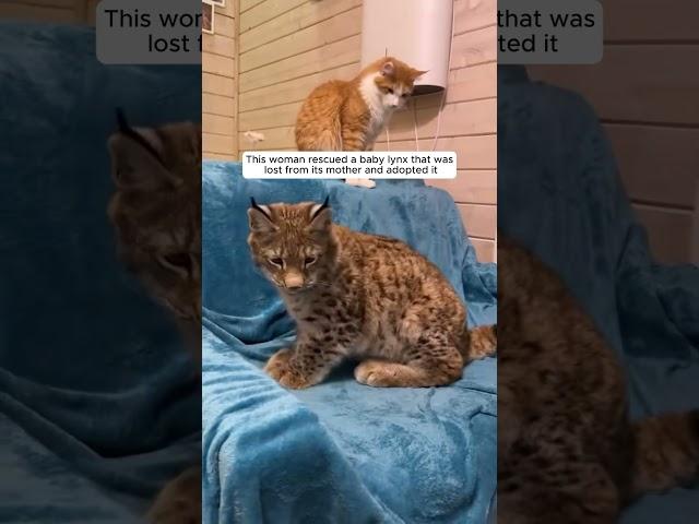 This woman rescued a baby lynx that was lost from its mother and adopted it #animalshorts