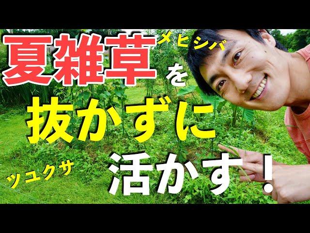 雑草を抜かずに利用！ツユクサ・メヒシバなどの夏草を畑づくりに利用する方法【自然農・パーマカルチャー 】