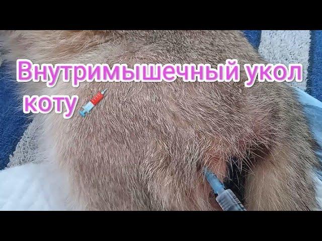 Как сделать коту внутримышечный укол?  лайфхак