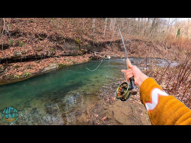 Fly fishing for WILD TROUT in the winter! (Trout fishing)