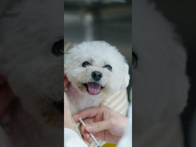 SNC동물메디컬센터 소개영상 ver2 (모바일)