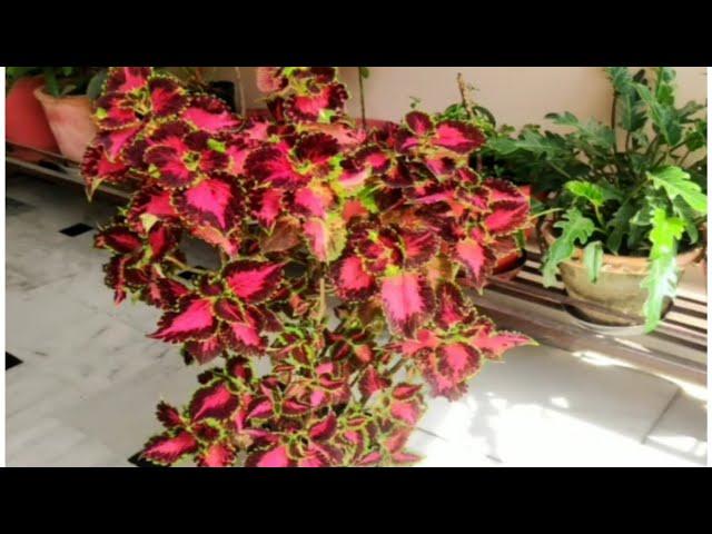 Coleus Plant varieties, Different Colour & Indoor grow guide/कोलियस की वेरायटी ग्रो का तरीका,टिप्स