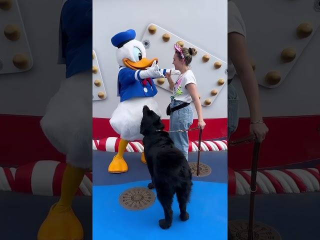 My Guide Dog Meets Donald Duck at DisneyLand