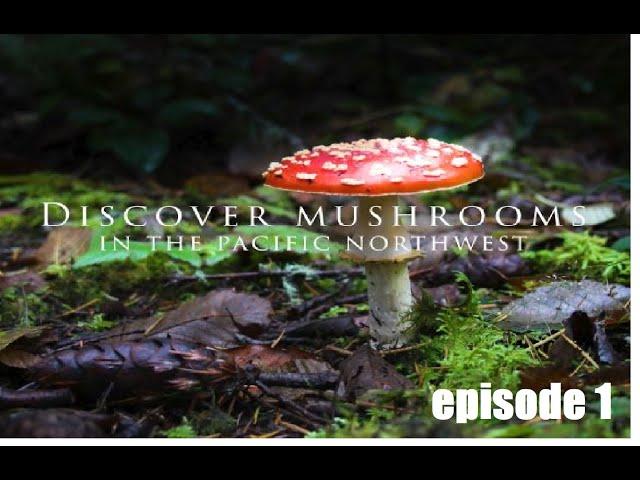 Discover Mushrooms in the PNW Documentary; Episode 1