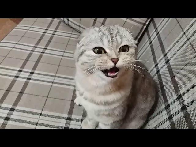 Meowing Cat Scottish fold  Cats Talking With Their owner