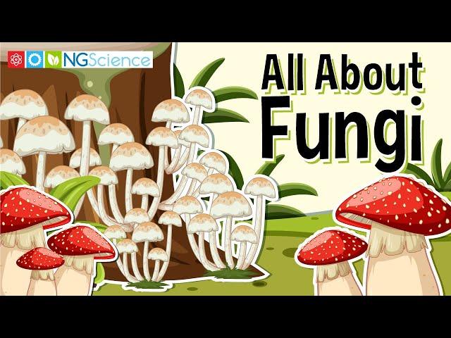 All About Fungi