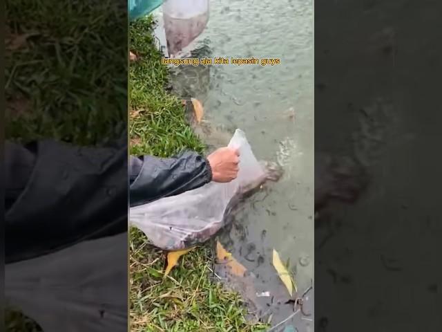 Rilis Ribuan Ikan Cupang Reject Ke Danau !!