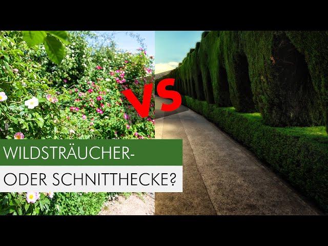 Diese Sträucher dürfen in deiner Hecke nicht fehlen!